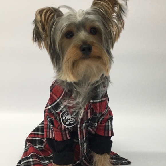 Dog photo - Picture 4 of 13